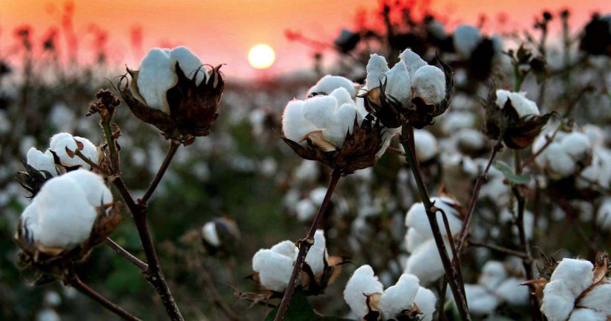 Шыңжаңда жүздеген мың ұйғыр мен қазақты мақта өндіруге мәжбүрлейді — зерттеу