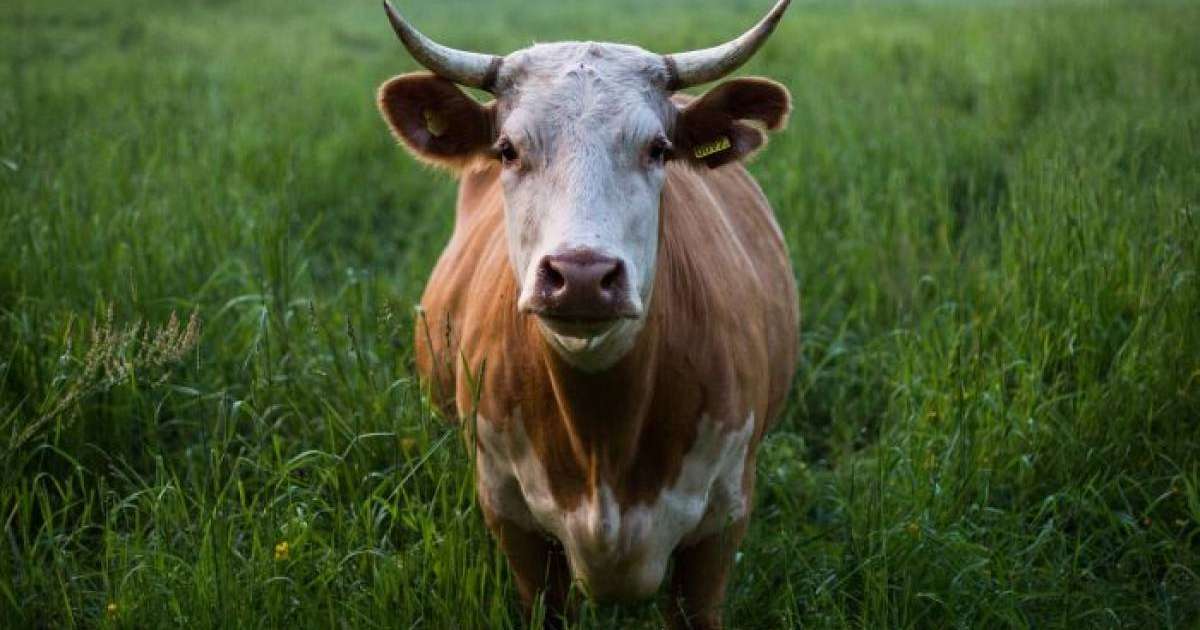 Бір қазақстандыққа қанша сиырдан келеді – сарапшылар есептеп шығарды