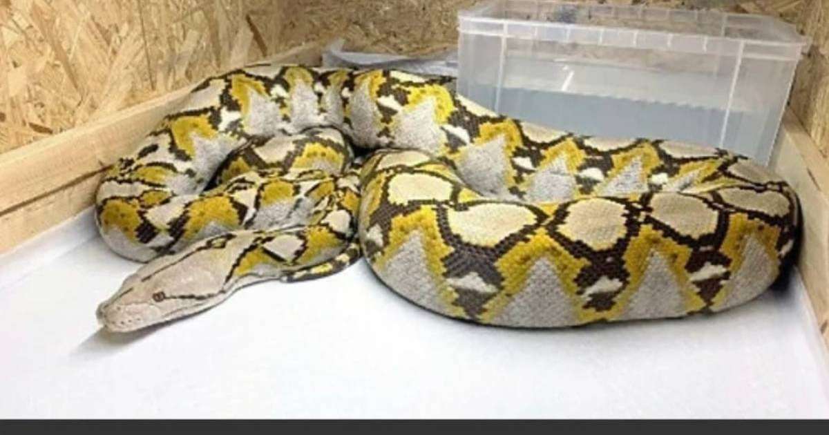 Үйде асырап отырған 3,5 метрлік алып жылан қашып кеткен (видео)