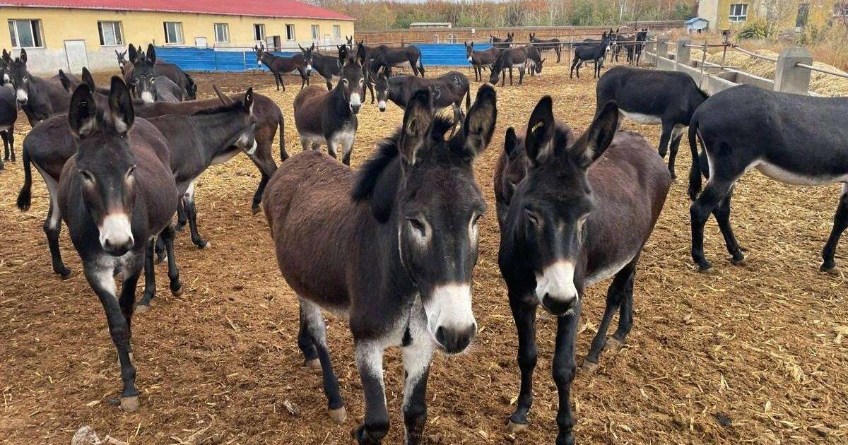 Қытайда есектің сүті мен терісі табысты бизнес көзіне айналған