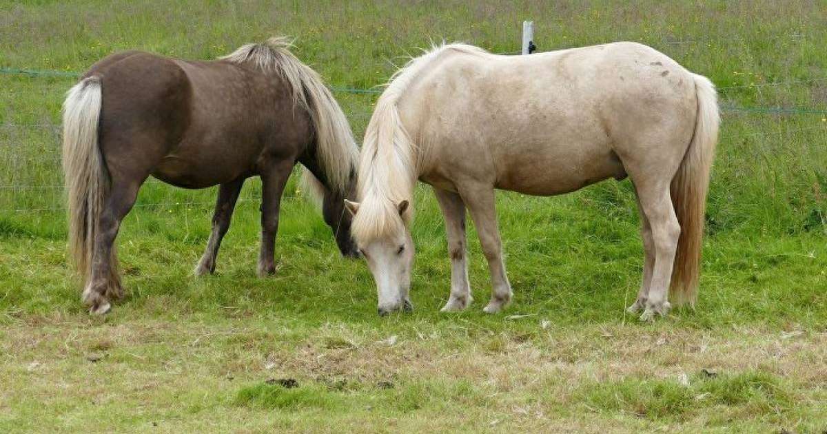 Шекарашылар қырғыз кәсіпкерлерінің қулығын әшкереледі 