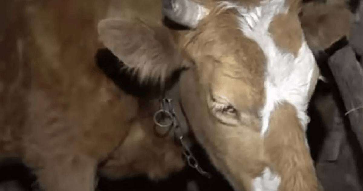 Қарағандының Зоя атты сиыры әйгілі әлемдік сән журналына шықты