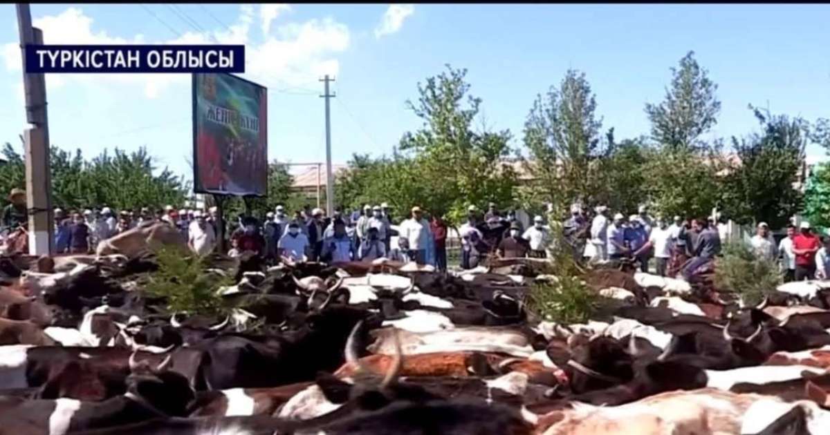 Түркістанда ауыл тұрғындары әкімдіктің алдына сиыр айдап әкелді