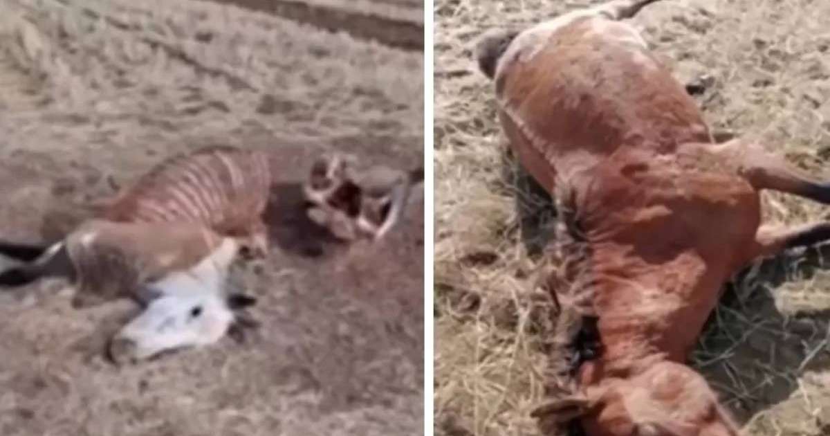 Қарағанды облысында шаруа егістігіне түскен 17 жылқыны атып тастаған