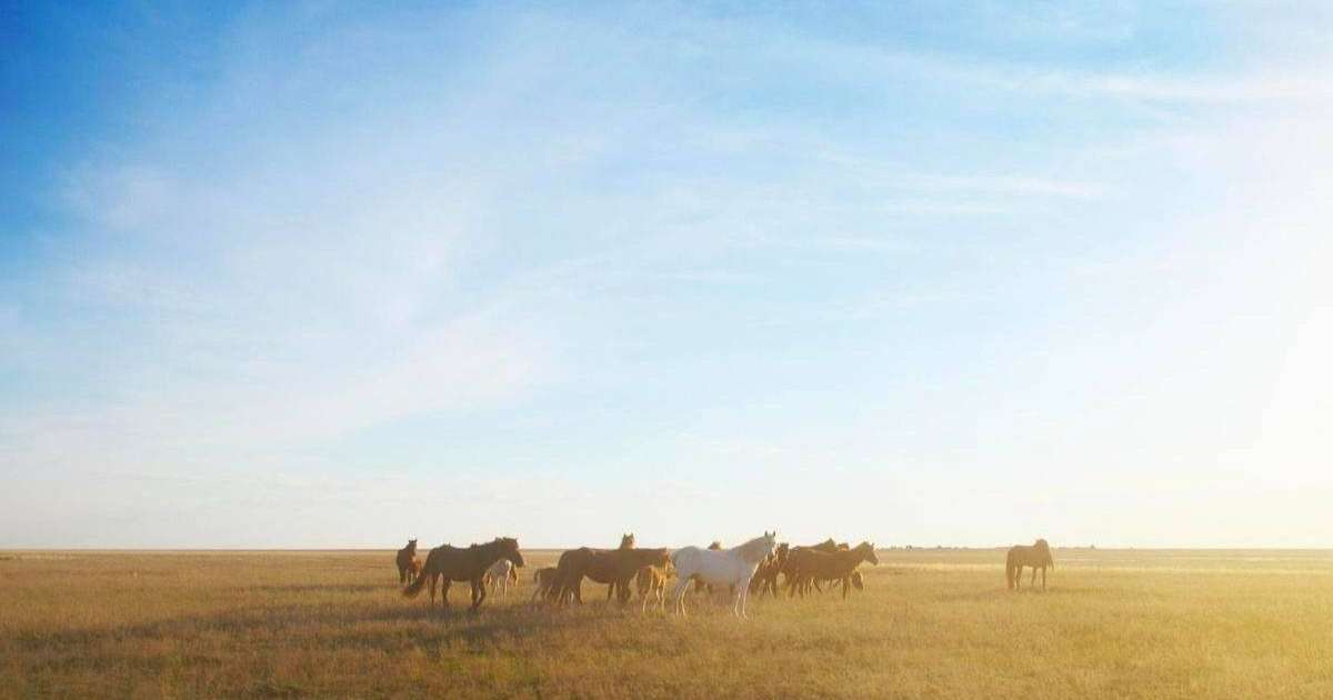 Жерін қорыған қарағандылық фермер 17 жылқыны атып тастады