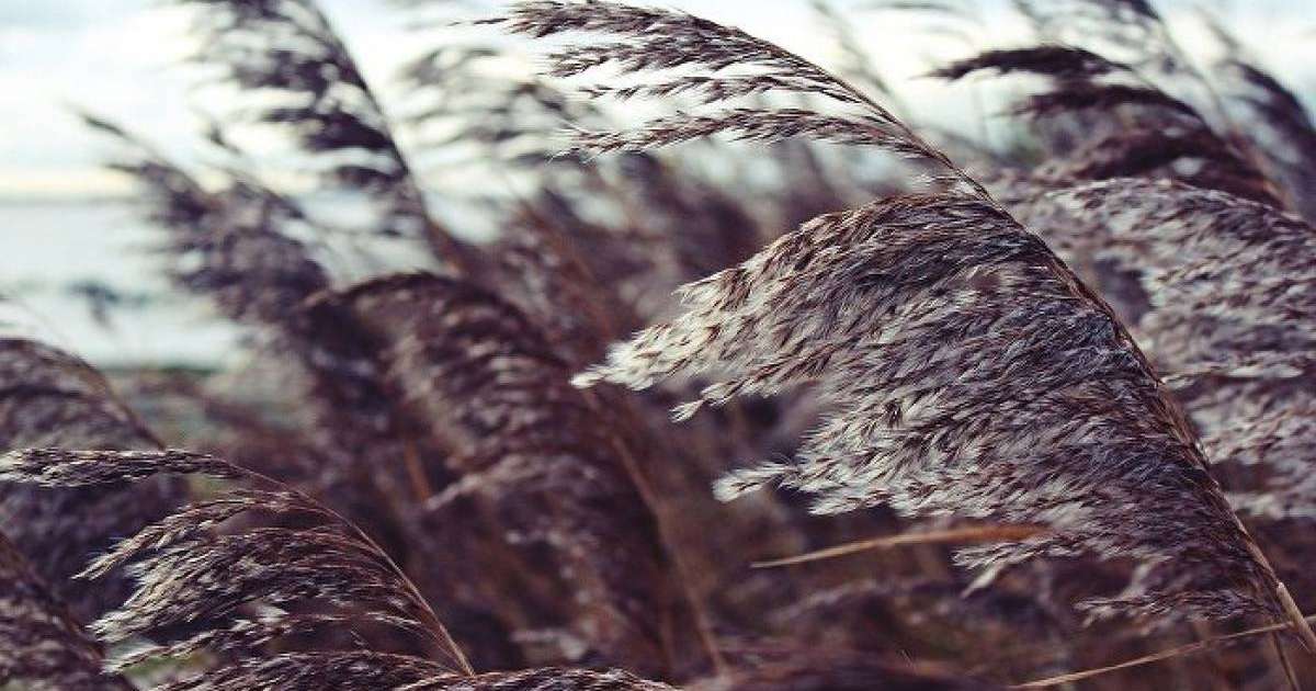 Нұр-Сұлтандағы дауылдан ағаштар құлап, көліктер қирады – видео