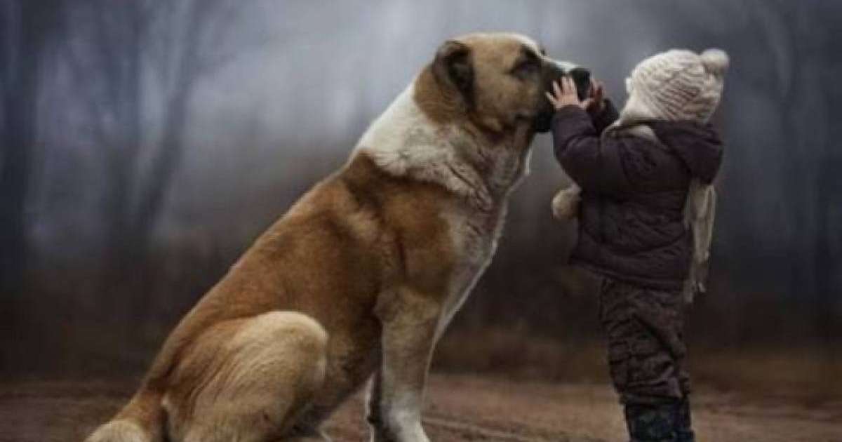Балабақшада 2 жасар баланы иттер талап өлтірді