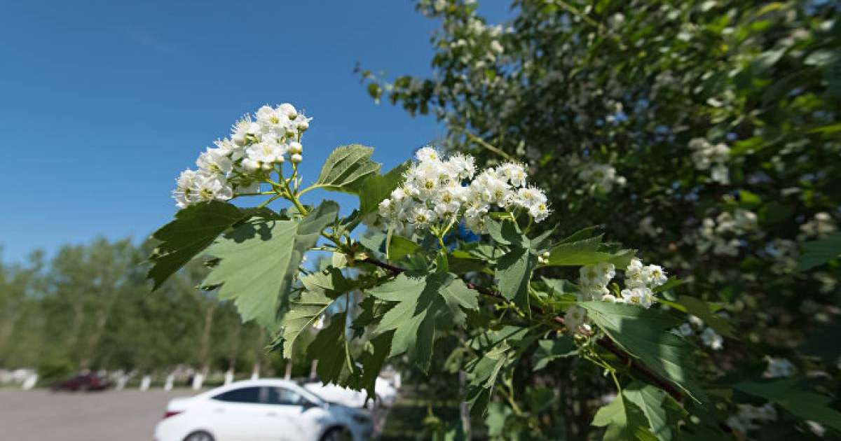 4, 5, 6 мамырға ауа райы болжамы