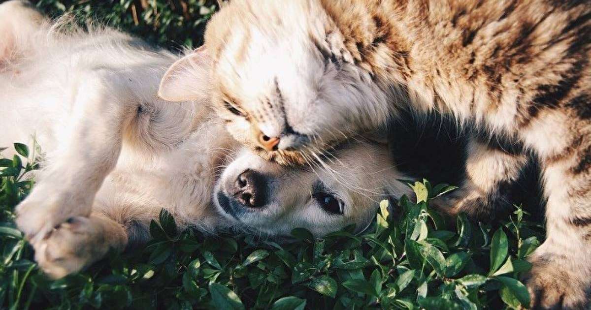 Ит пен мысық "аң аулауға" шықты, алайда төбет бәрін бүлдірді  – видео  