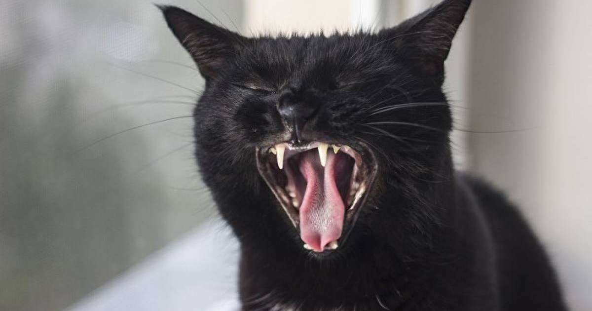 Әйел адам мысықтың кесірінен қомақты олжадан құр қала жаздады