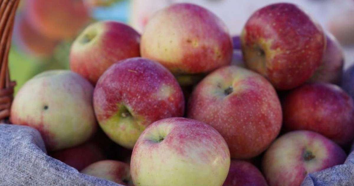 Апортты тойып жейтін күн жақын