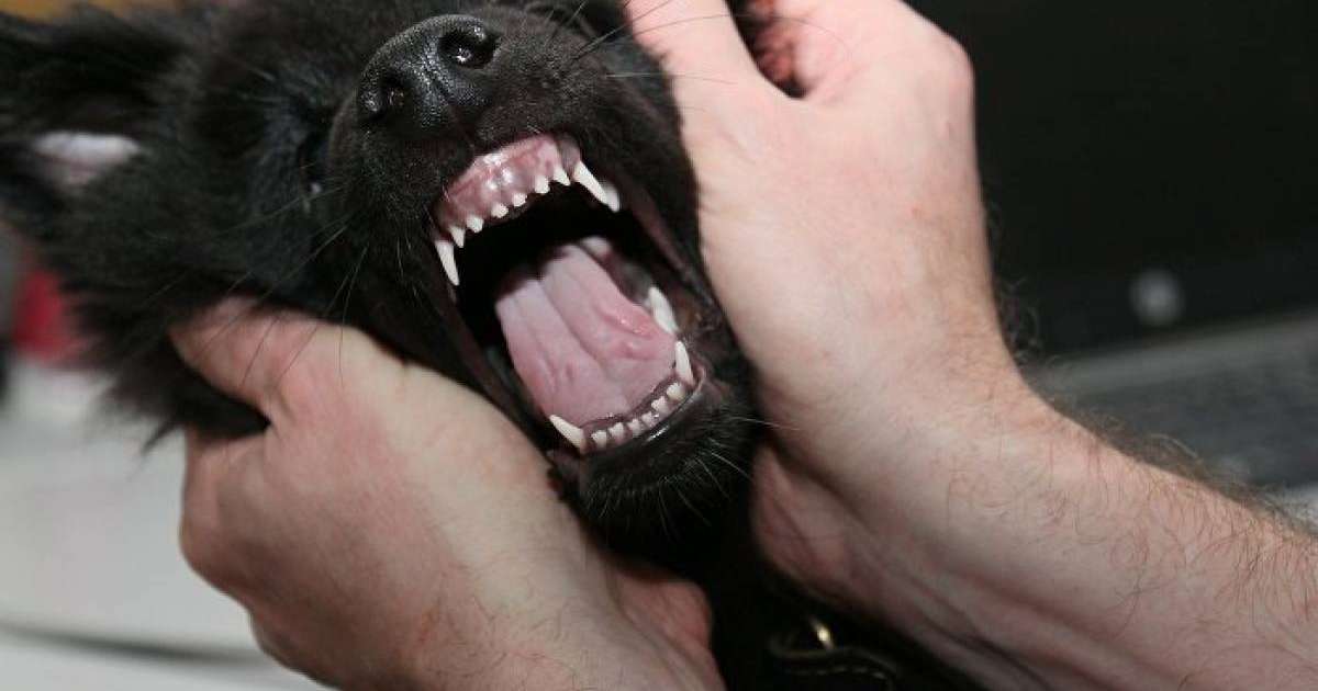 Итке шалынып құлаған әйел саусақтарынан айырылды