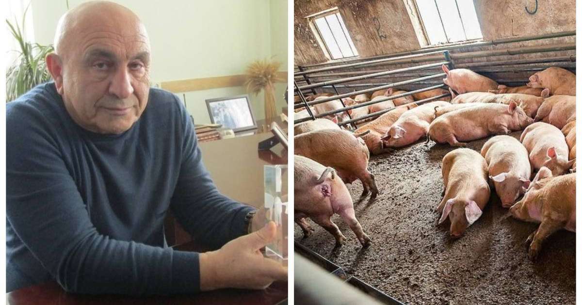 Ақтөбедегі шошқа фермасы директоры: Әкімдік біздің салықтан мектеп пен мешітті ұстап отыр