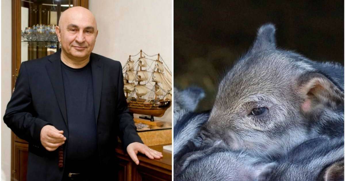 Ақтөбедегі шошқа фермасының иесі: Үкімет ферманы қазір жап десе, жауып тастаймын