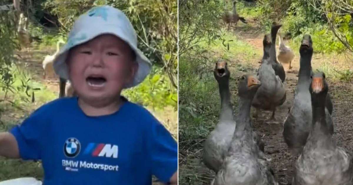 «Қаздан қашқан балаға» 100 қаз сыйға берілді