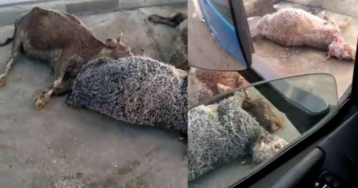 Ет комбинаты еденіндегі өлген жануарлардың видеосы қазақстандықтардың ашуын тудырды