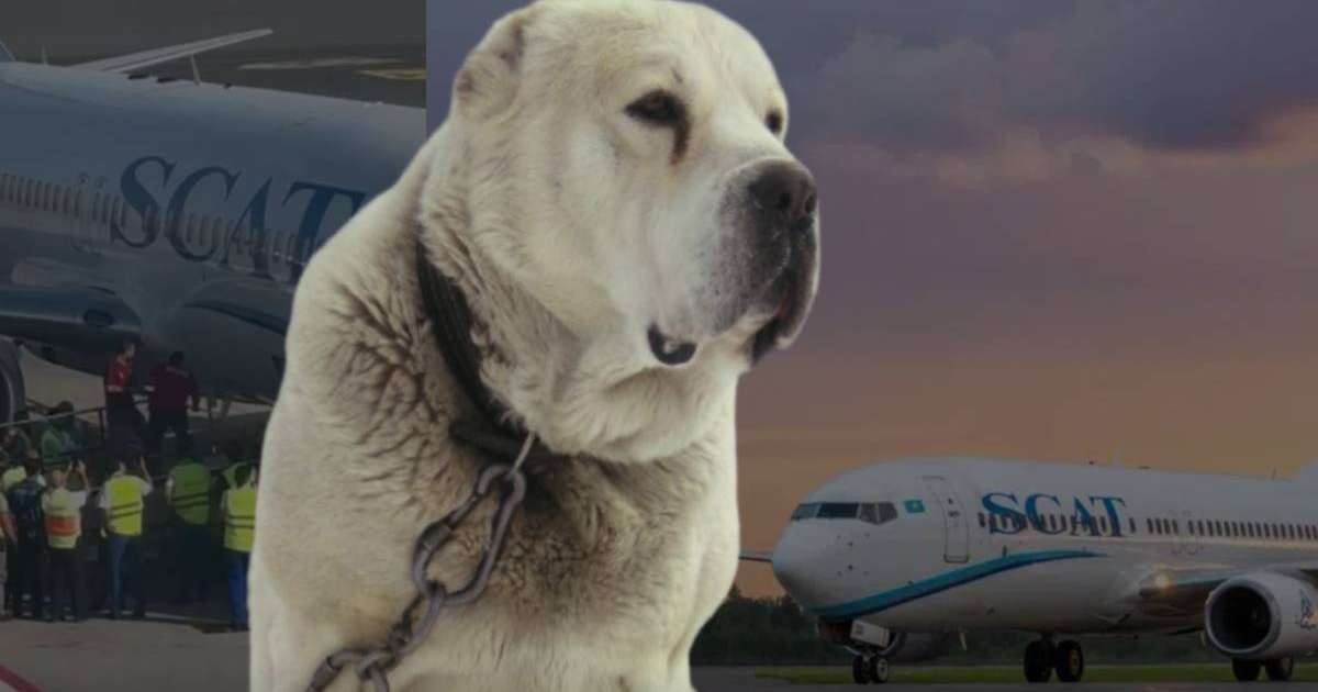 Ыстамбұлға SCAT-пен ұшып барған ит белгісіз жағдайда өліп қалды (видео)