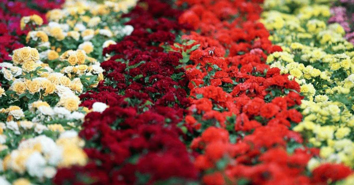 Тауар айналымы – 48,8 млн доллар: Қазақстан гүлдің қандай түрлерін экспорттайды?