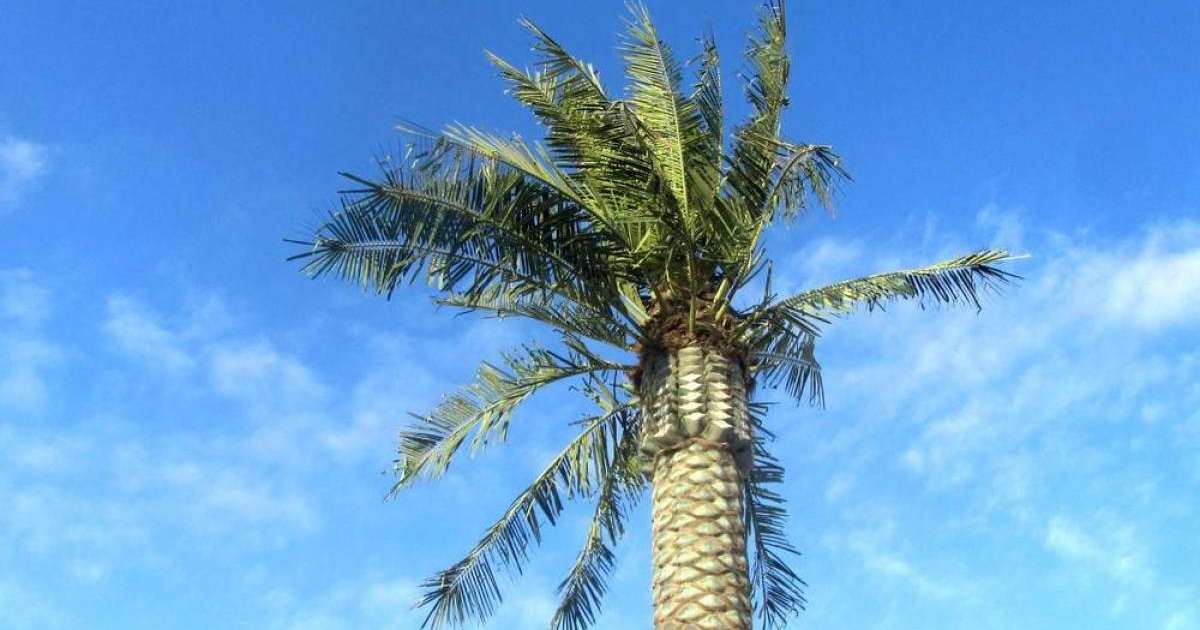 Ақтаудағы жел пластикалық пальмаларды қиратып тастады