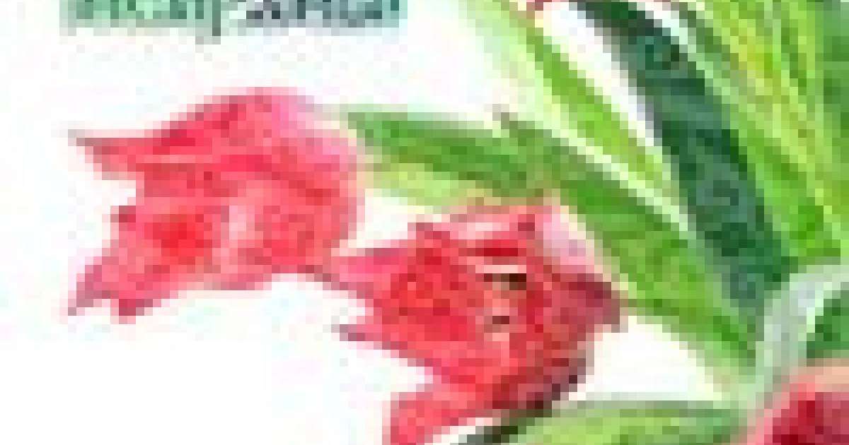 Құттықтау: Ұлыс оң болсын, Ақ мол болсын,