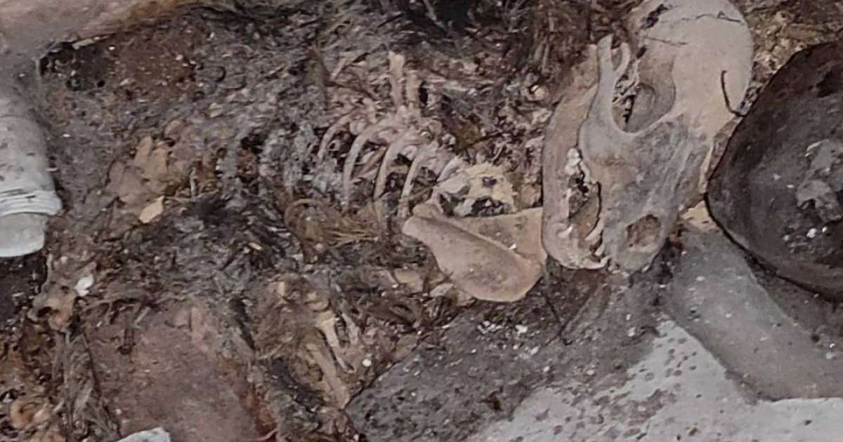 "Зорлап өлтіріп, өртеп жібереді": Алматы облысында 2 ағайындының әрекеті жұртты шошытты