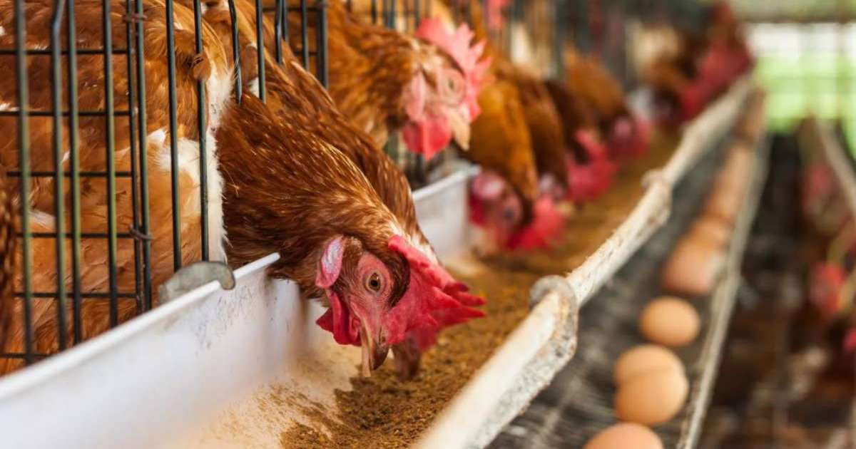 Битвы за сельхозсубсидии