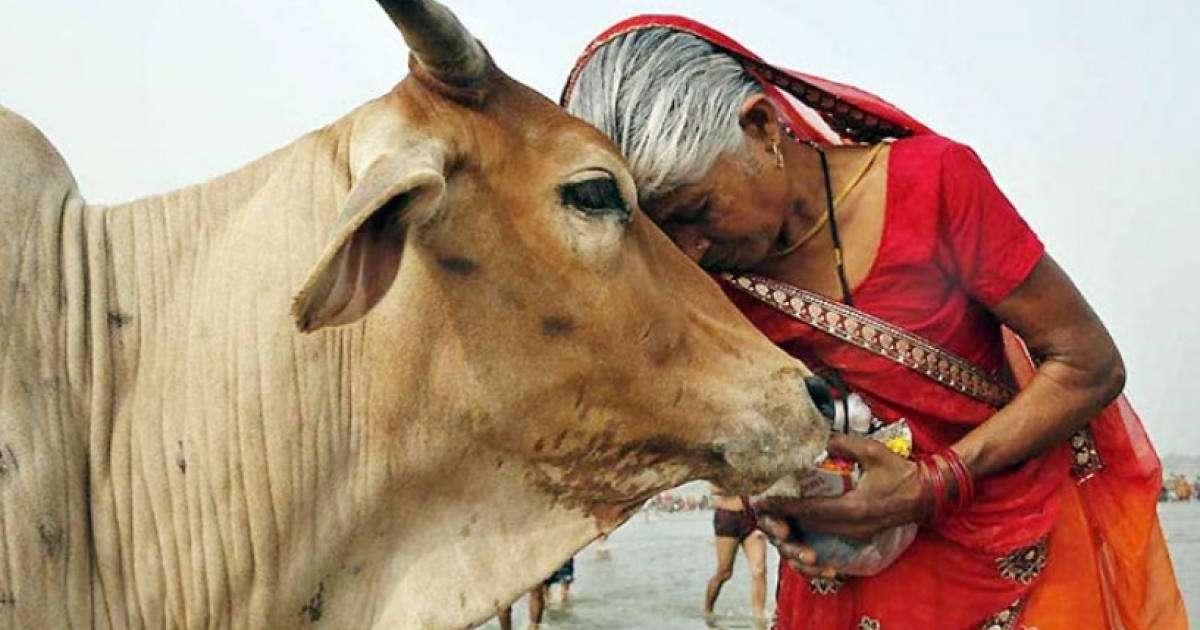 "Әулие Валентин күні" Үндістанда "Сиырларды құшақтау күні" болып өзгертілмек