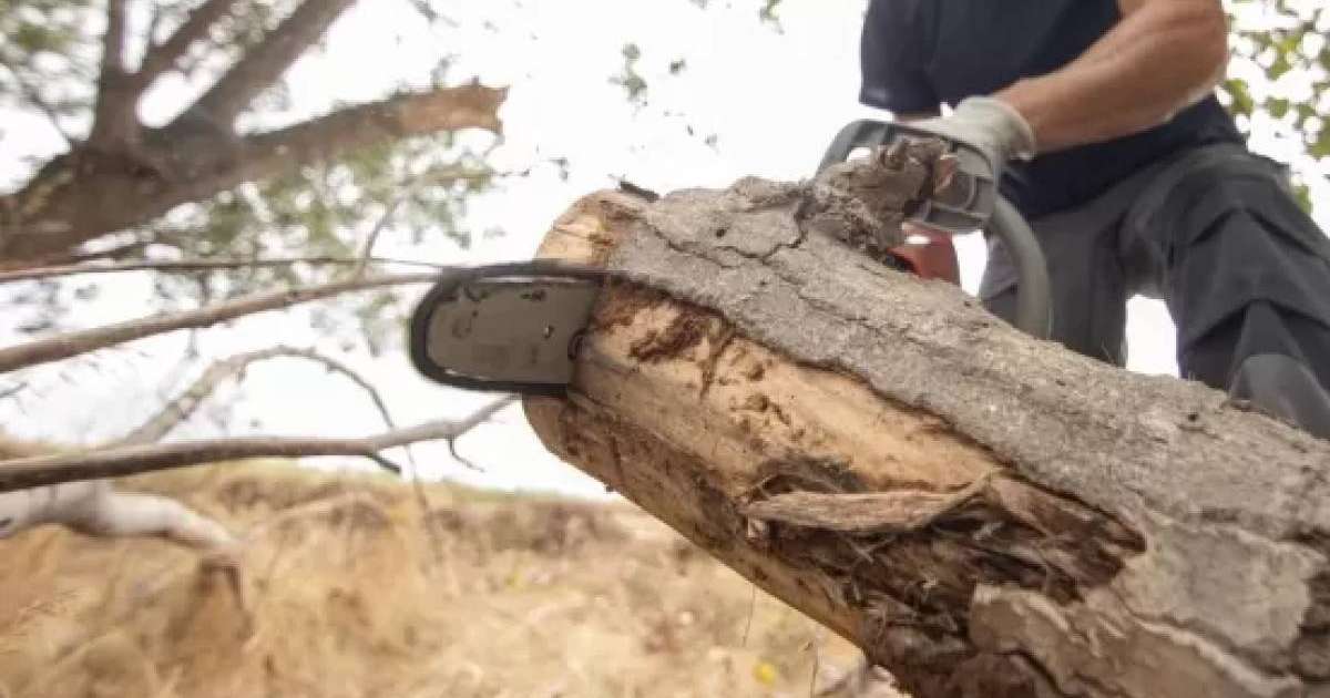 Семейде жоқ ағашты кесуге 150 миллион теңге жұмсамақ болған