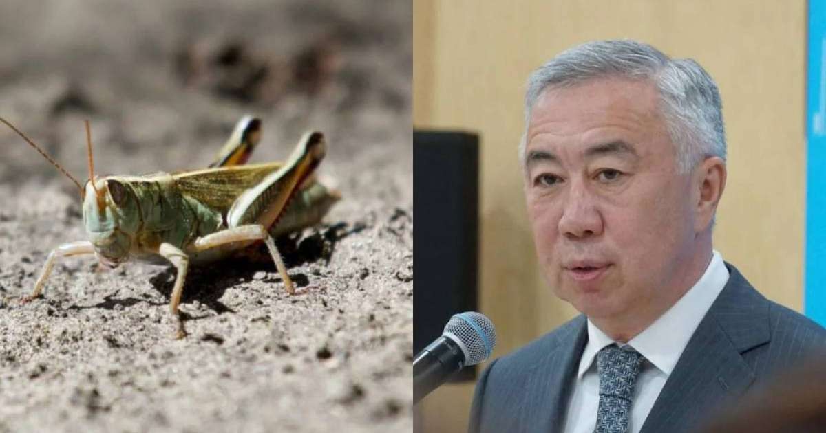 Шегіртке – халал жәндік – вице-премьер Жұманғарин