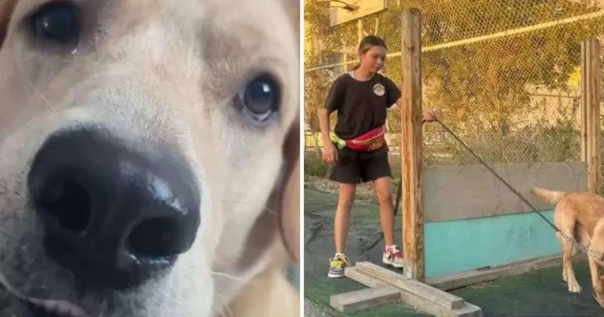 Ақтауда ит суға кеткен иесін құтқарып, өзі батып кеткен