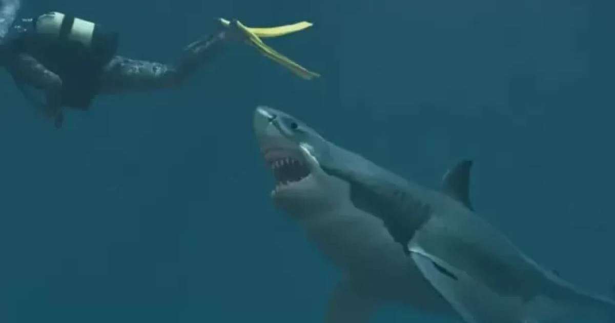 Танымал демалыс орнында акула туристке шабуыл жасады