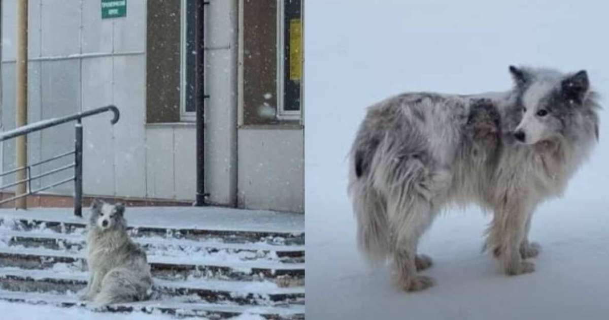 «Жергілікті Хатико»: Ит коронавирустан көз жұмған иесін үш айдан бері аурухананың алдында күтіп жүр