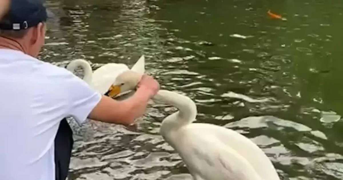 Алматыдағы Ботаникалық бақта екі ер адам аққуды тұншықтырмақ болды (ВИДЕО)