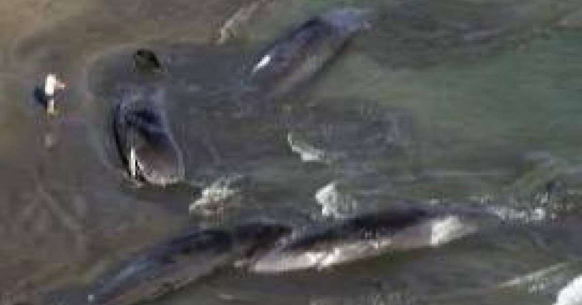 Камчаткадағы жойқын зілзаладан кейін Жапонияда төрт кит жағаға шығып қалды