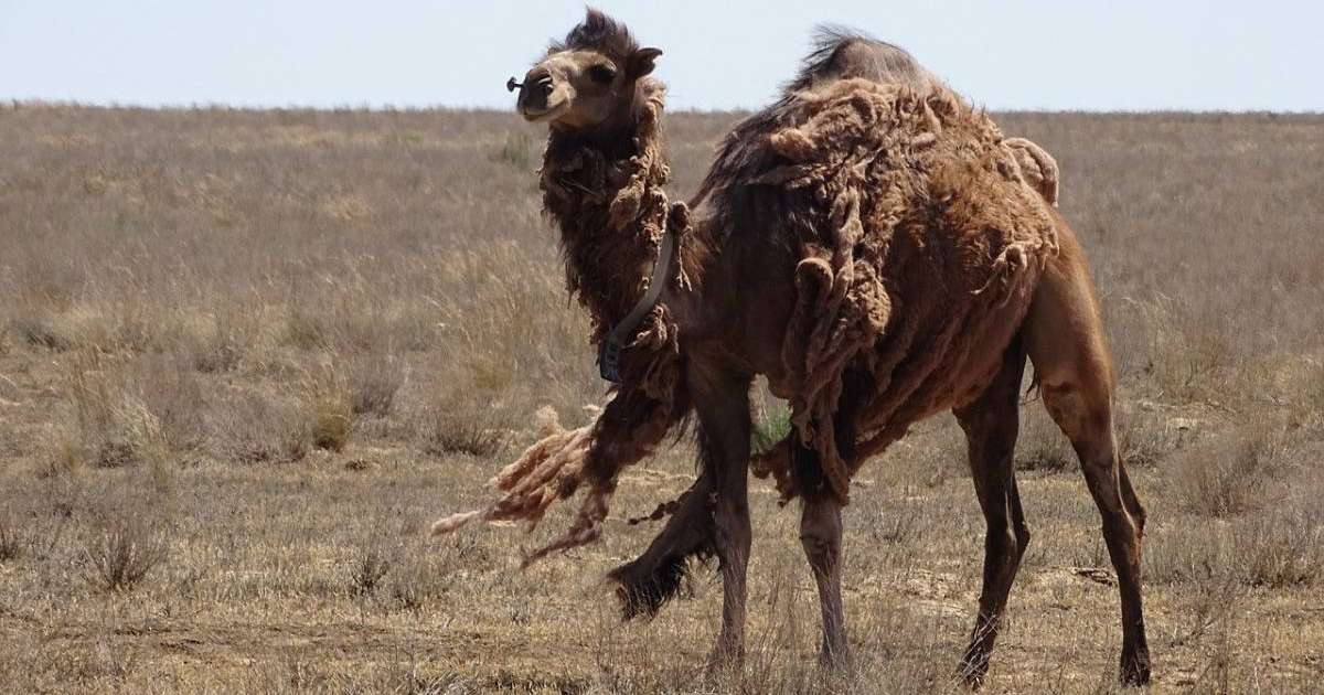 «Қызыл» аймаққа тағы бір өңір өтті