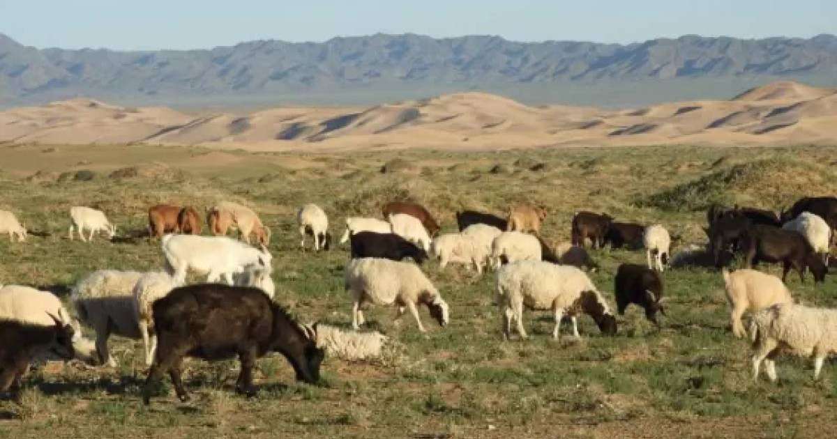 Қарағанды облысындағы ауылдардың бірінде мал жаппай қырылып қалған (видео)