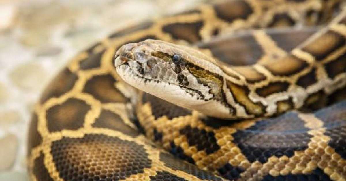 Индонезияда жоғалып кеткен фермердің денесі алып питонның ішінен табылды