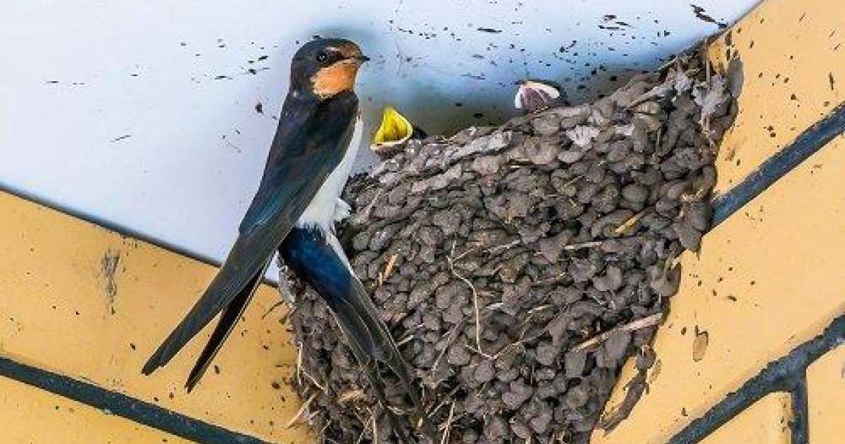 Қарлығаштардың ұясын сақтап қалғысы келген құрылысшы жұмыстан шеттетілді