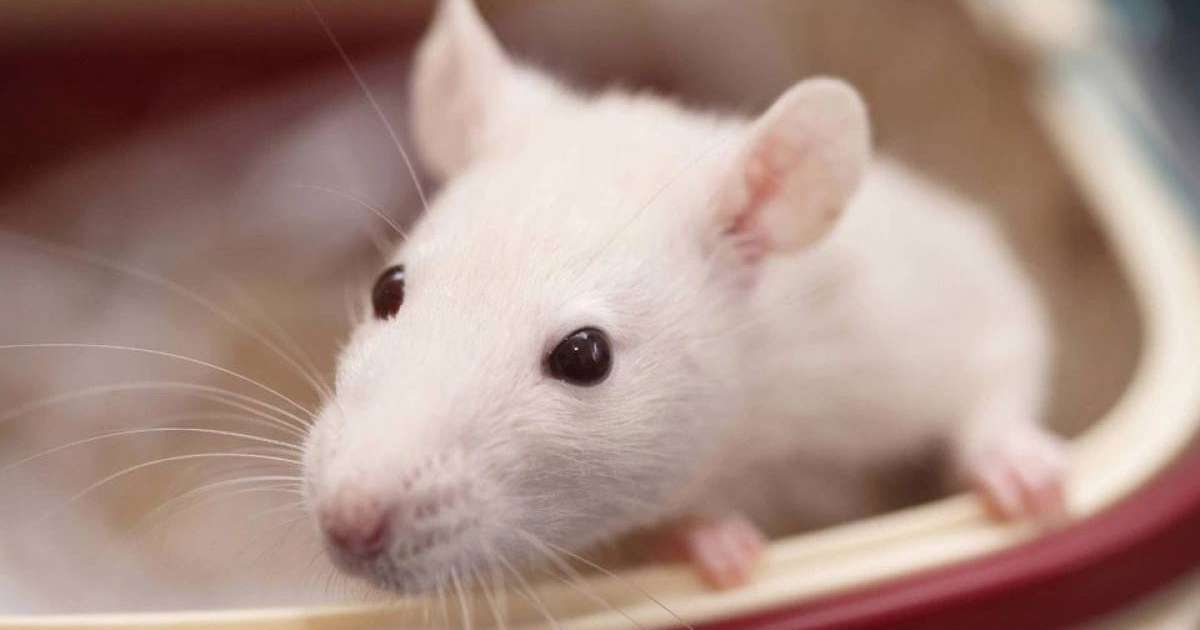 2020 жылға арналған жұлдыз жорамал