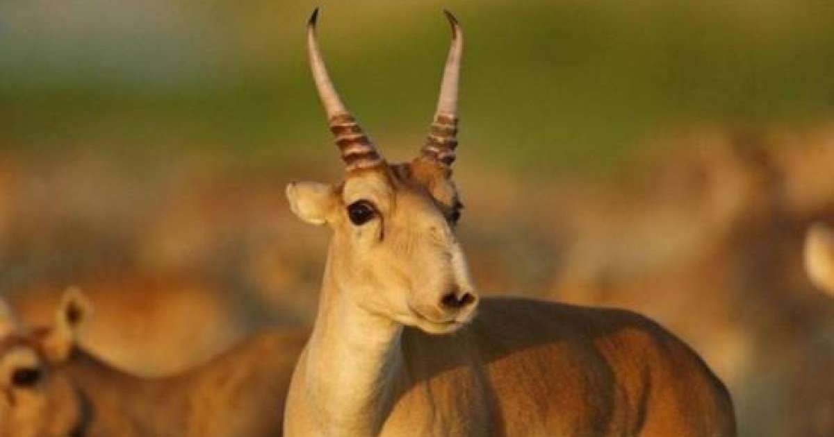 Экология министрлігі 800 мың киікті атпақ