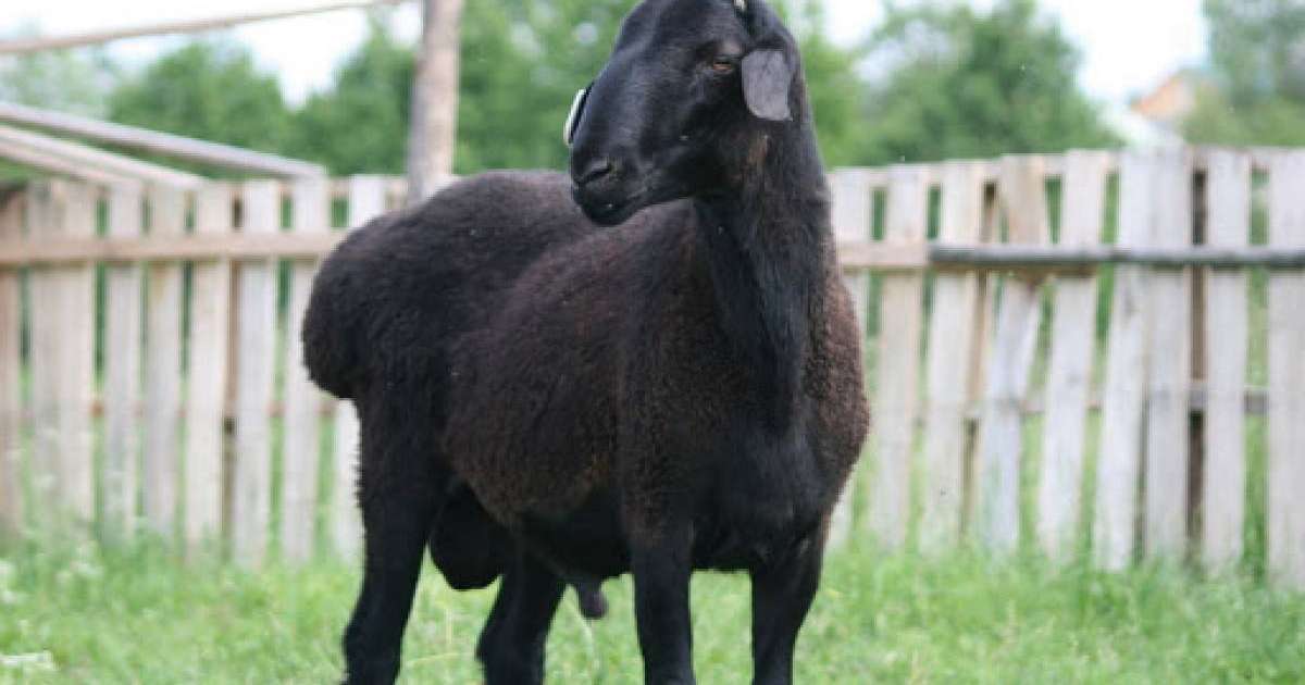 Қара қойдың өкпесі ағзадағы суықтан арылтады екен