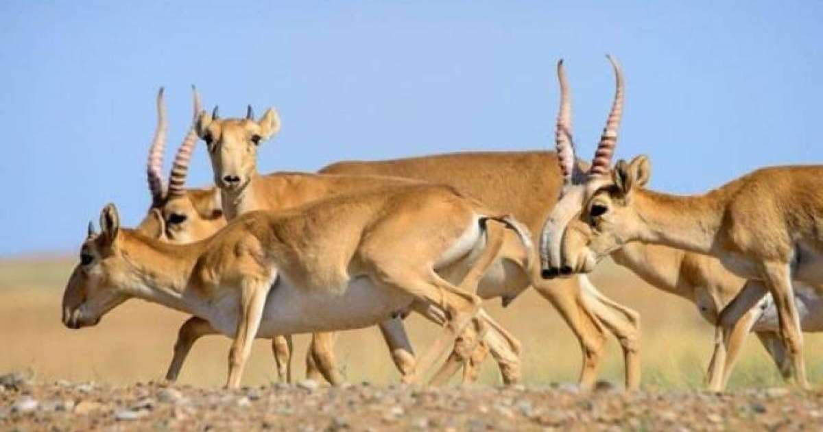 Тоқаев Қытайға 1 500 ақбөкен сыйлады