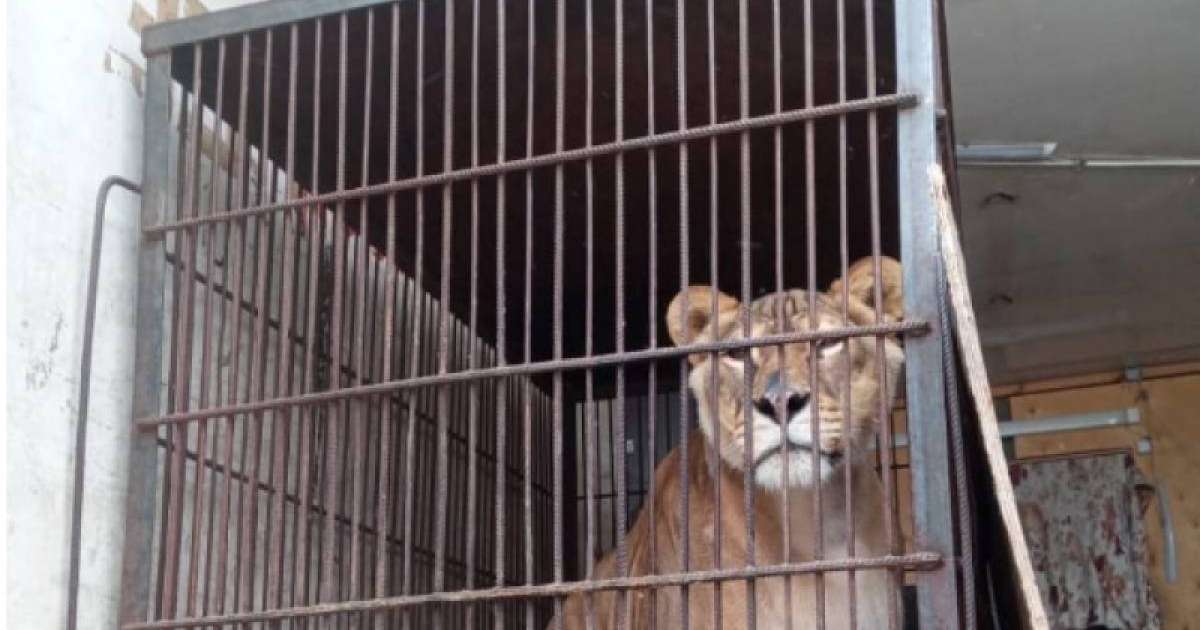 Желідегі жанжал: Ресей циркі Павлодардан кетті