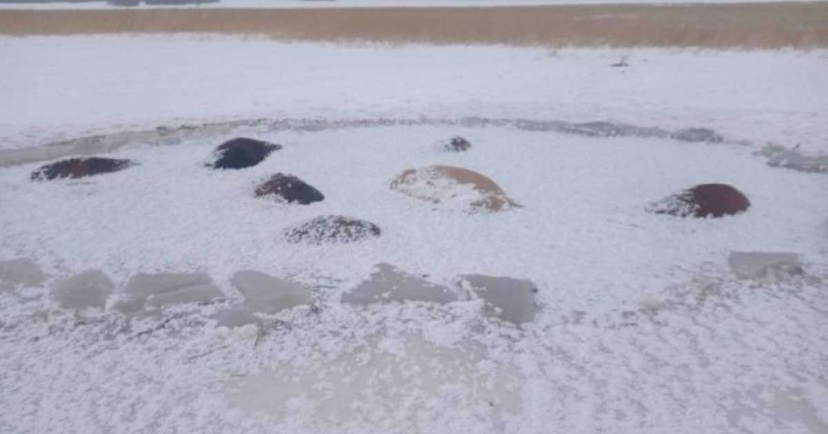СҚО-да 50 жылқы мұз астына түсіп өлді