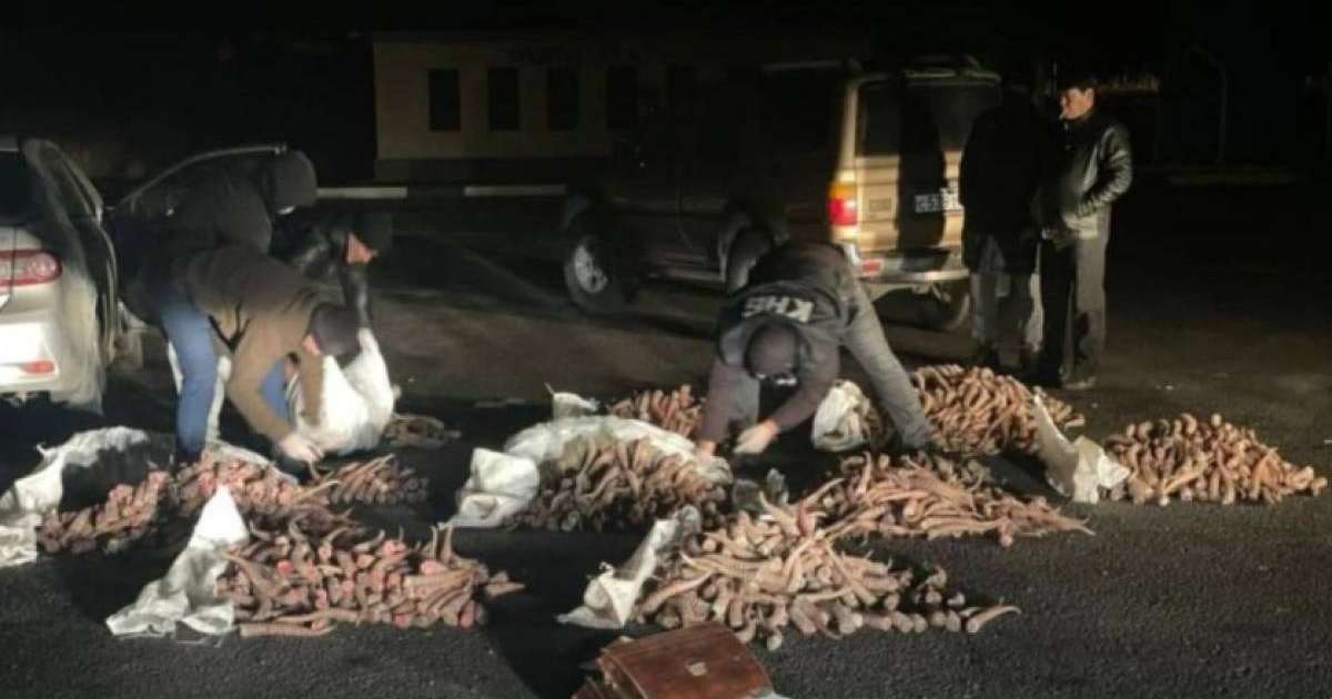 Қызылордада мыңнан аса киікті қырып салған қылмыстық топ ұсталды