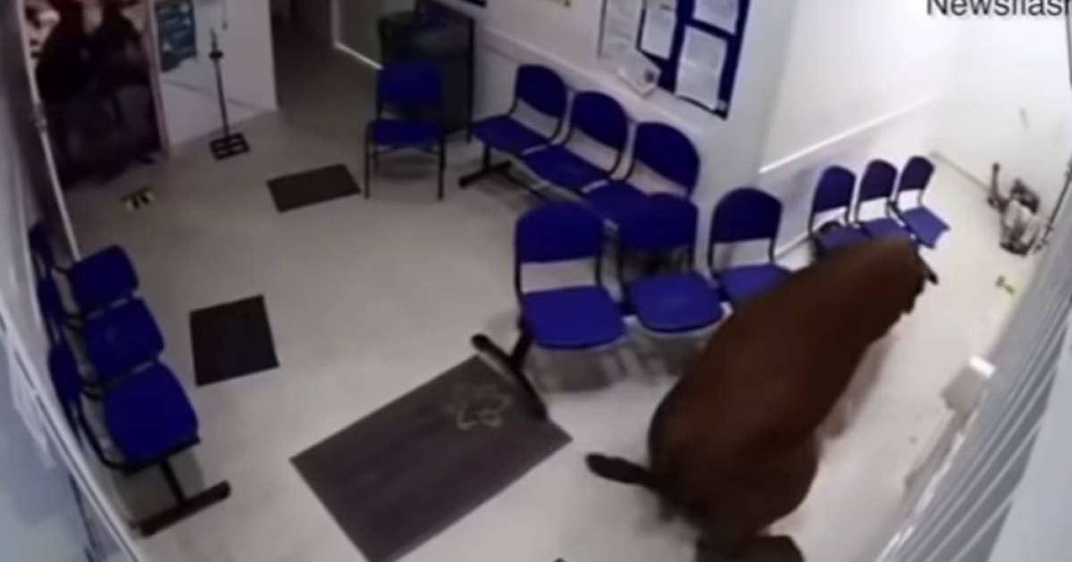 Ауруханалардың біріне сиыр кіріп кетті (видео)