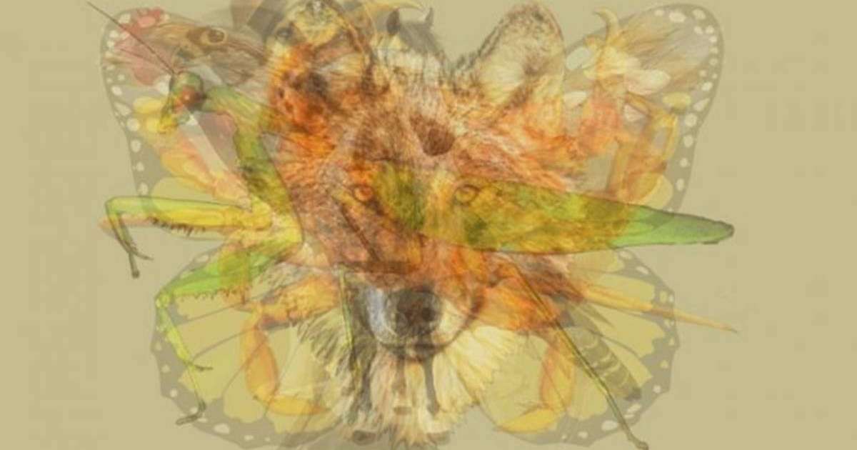 Өзіңіз туралы біліңіз: Суреттен бірінші не көрдіңіз?