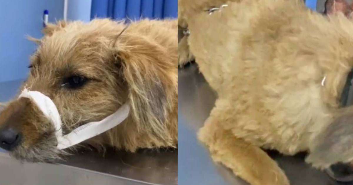 Алматы облысында иесі итін тірідей өртеп жіберген