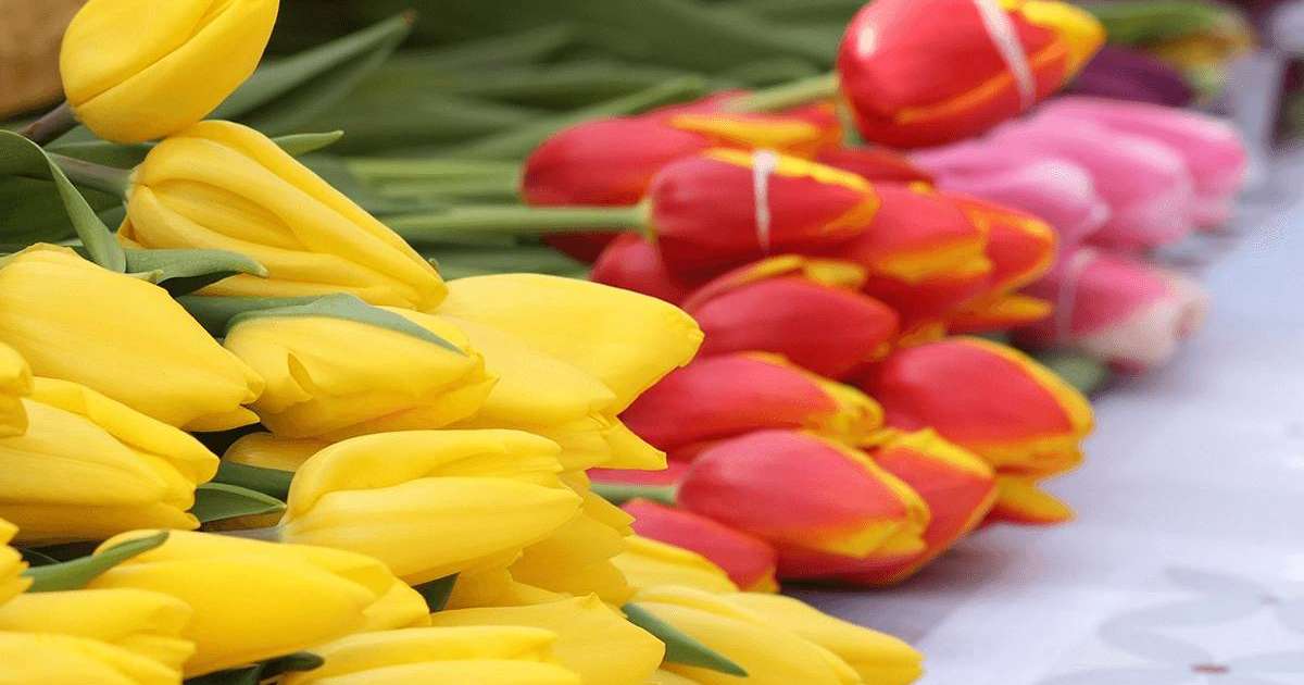 Жыл басынан бері елімізге 640 тоннаға жуық гүл әкелінген