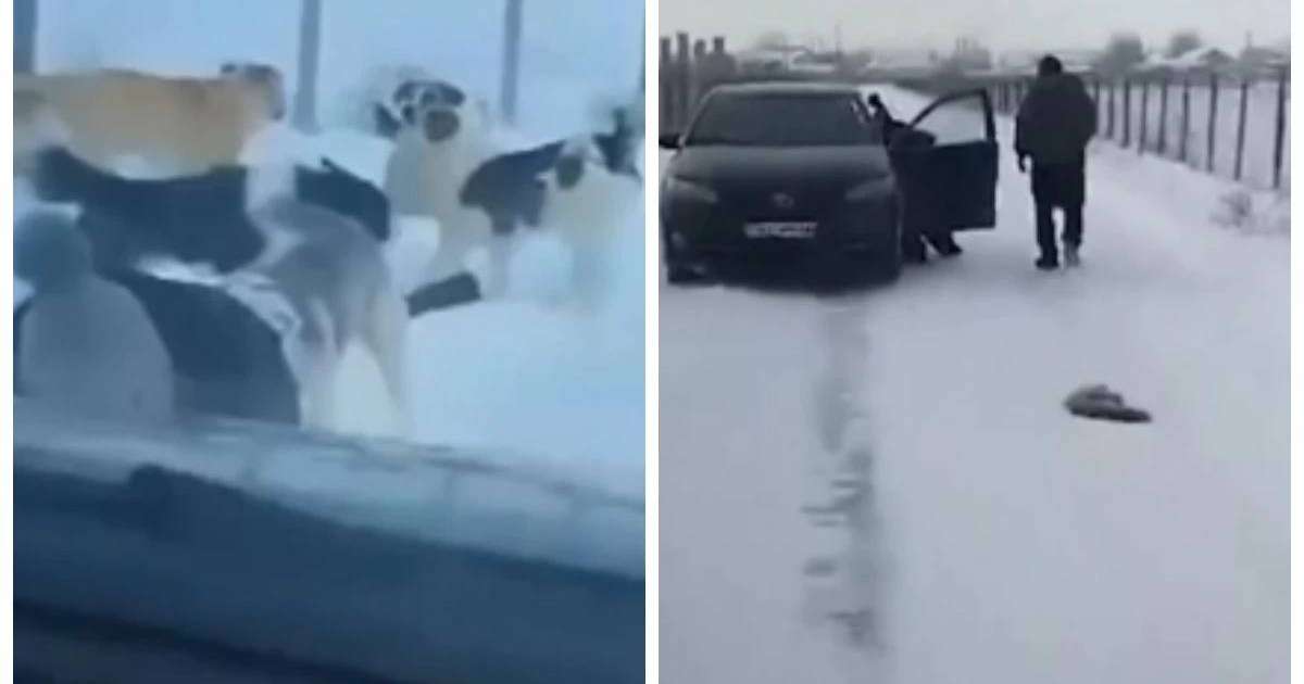 Жамбыл облысында қаңғыған иттер мүмкіндігі шектеулі қыз бен оқушыға шабуылдаған